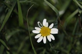 insect on a white daisy among tall grass