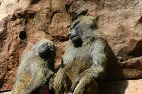 two monkeys near a large brown stone