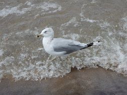 Seagull on Wave