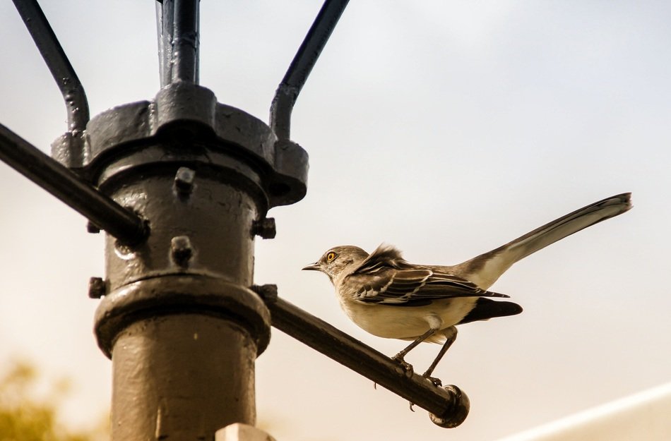Bird at Urban Lantern portrait