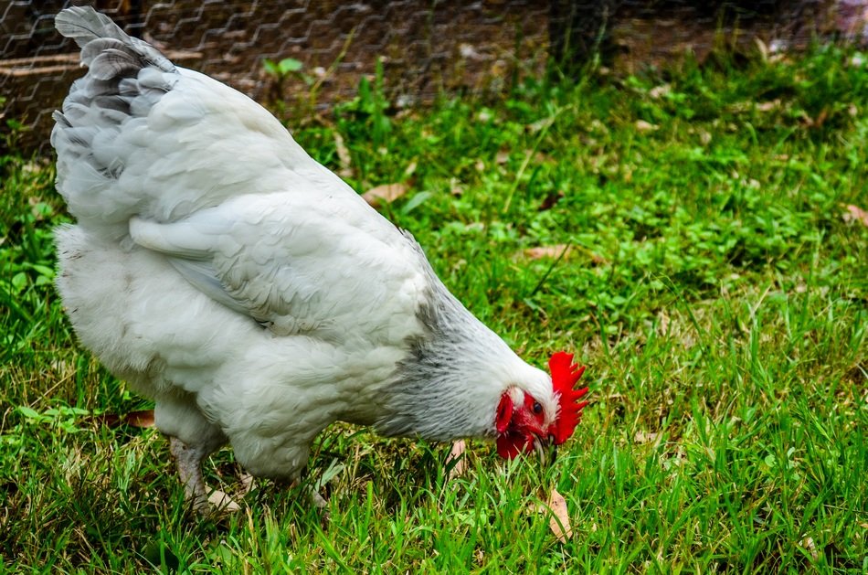 white chicken on a green meadow