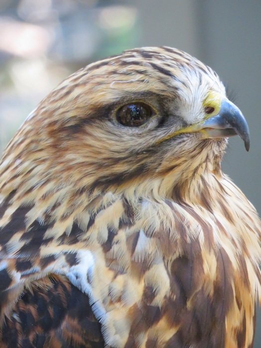 closeup of hawk