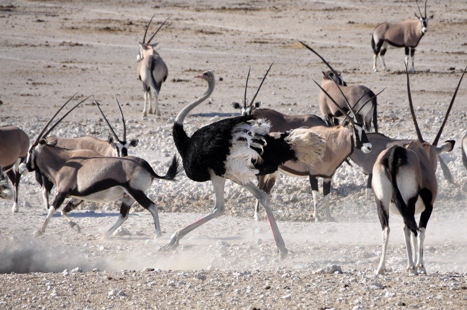 oryxes and ostrich on a field in Namibia