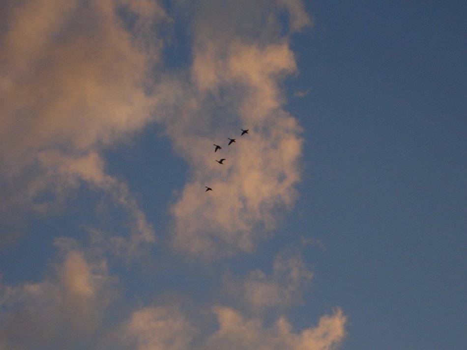 flock of geese against the background of evening clouds