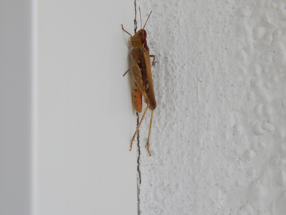 cricket in the white wall