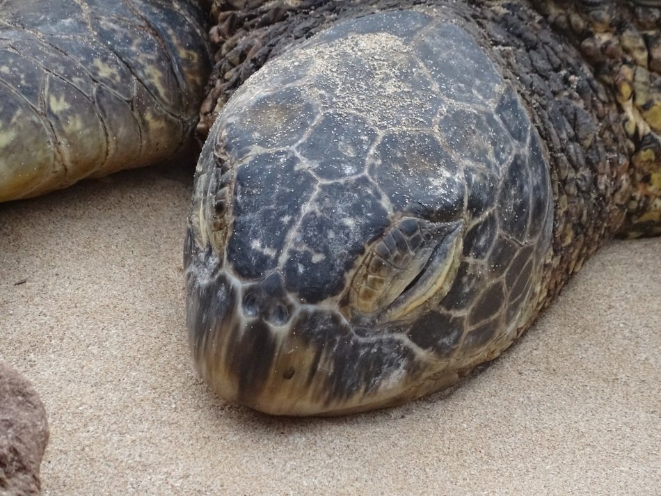 Tired Sea Turtle