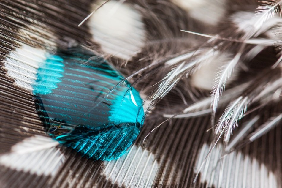 blue water drop on the guineafowl feather