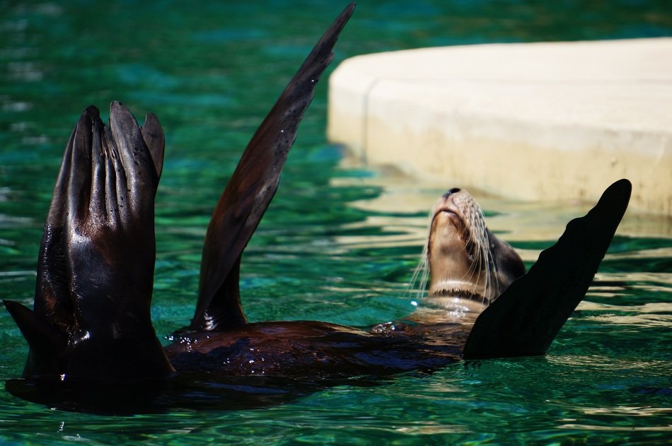 Otter swimming in Zoo