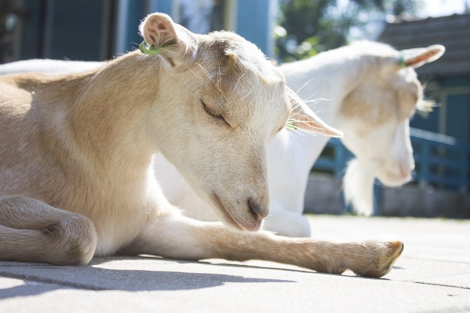 goats sleep on the ground under the sun