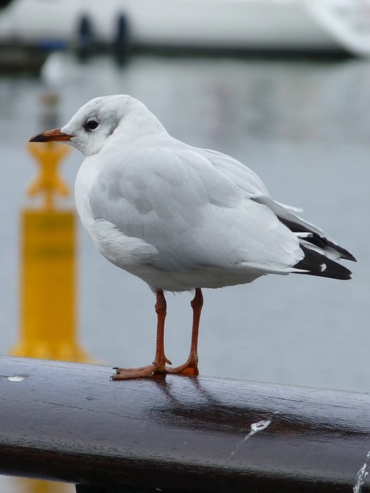 seagull in port