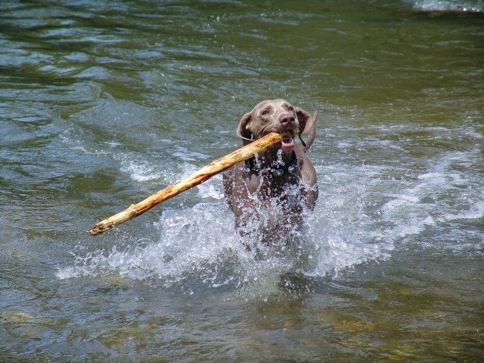 Weimaraner playing with a stick on the shore of a pond