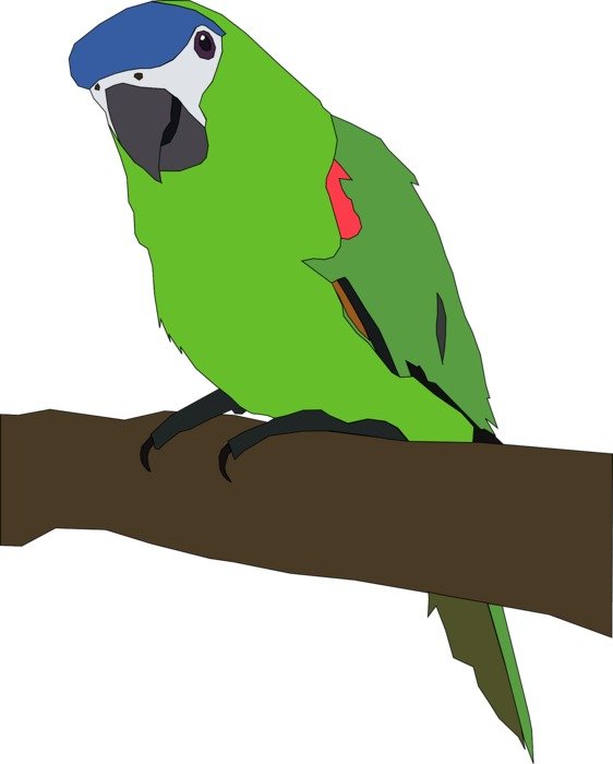 green parrot as a graphic image