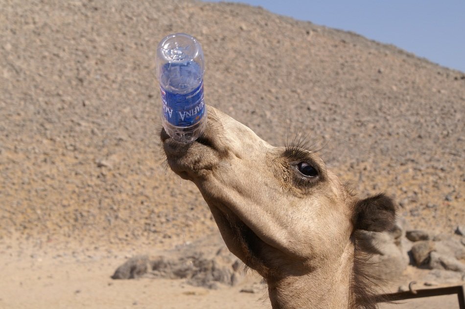 attractive Camel Desert