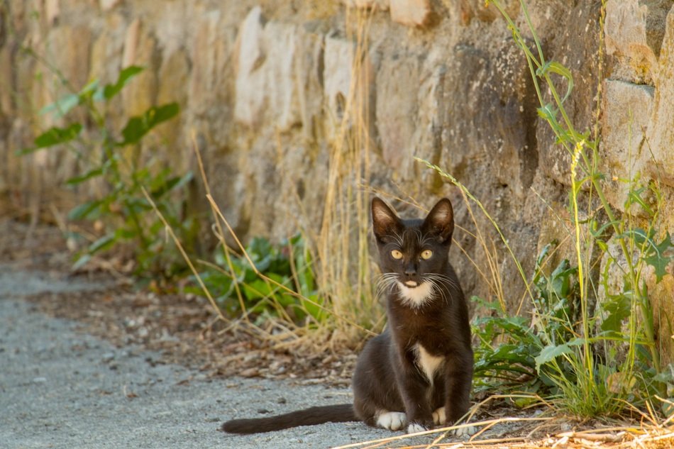 Beautiful and cute cat in Euskadi
