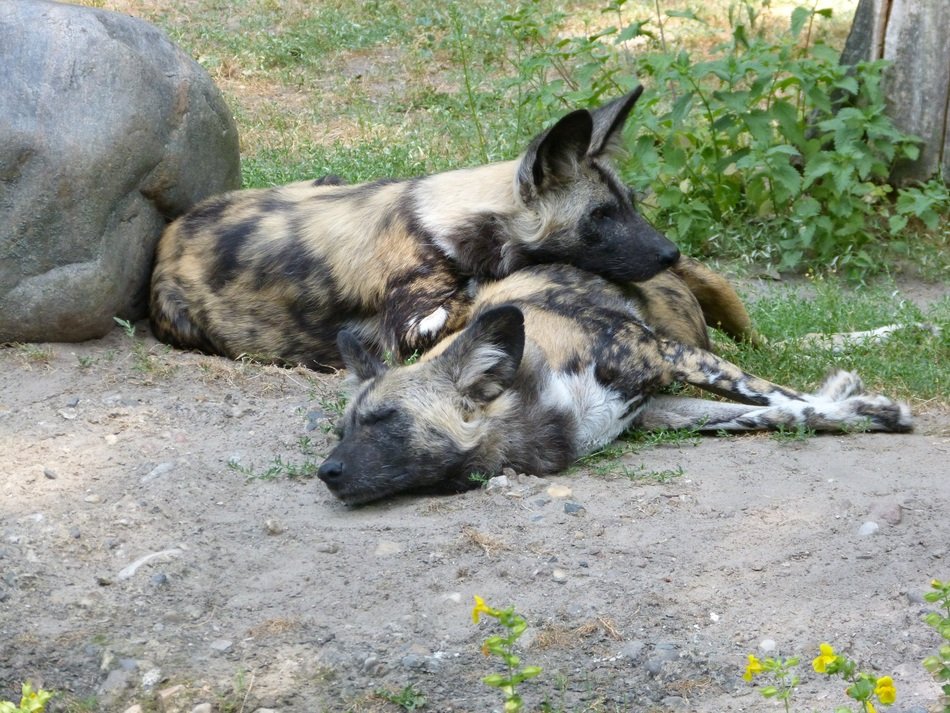 spotted hyenas in the corral at the zoo