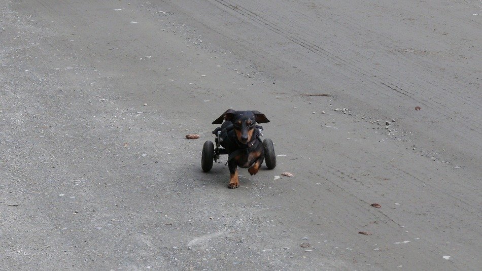 poor dog on wheels