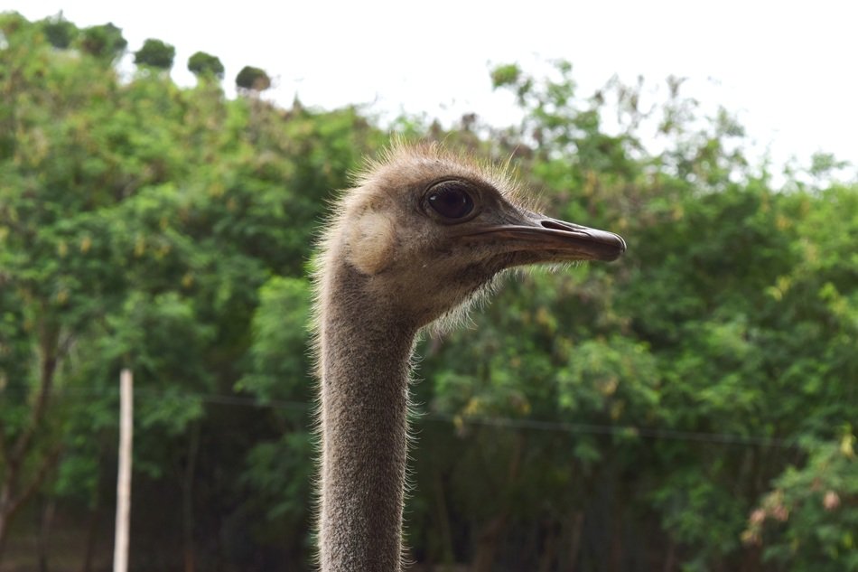 Ostrich Neck close-up on blurred background