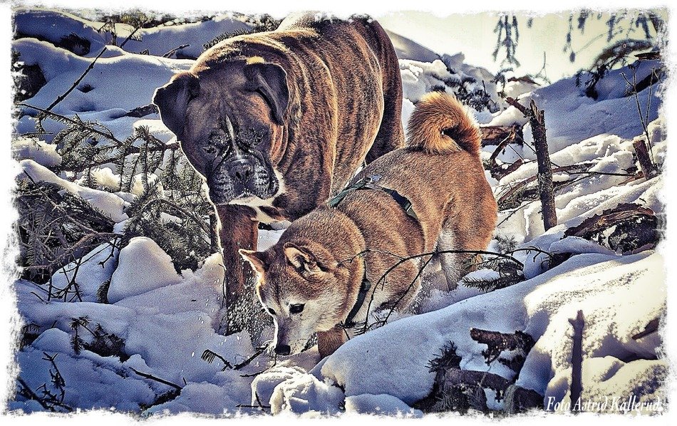 shiba inu and boxer dog in the winter forest