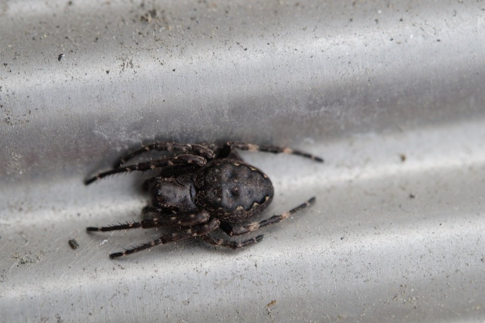 spider lurking on the fabric