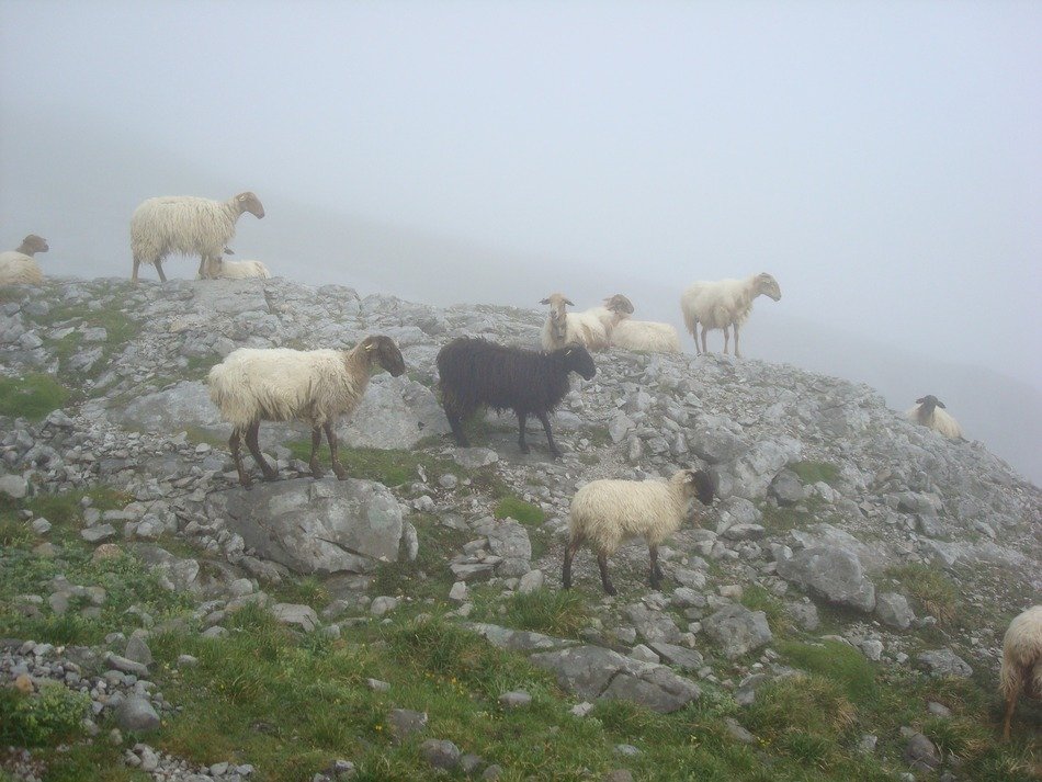 White and black sheeps