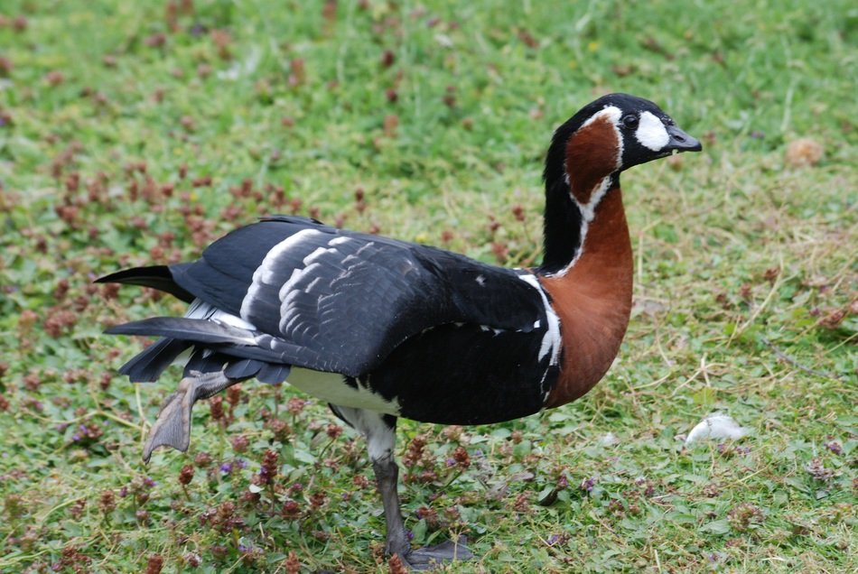 Red-Breasted Goose