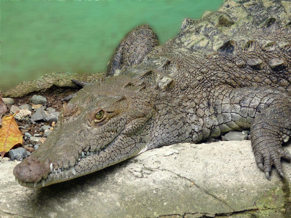 crocodile on the stone at the pond