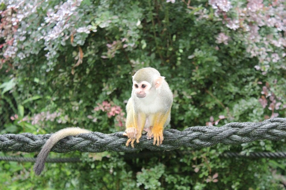 Squirrel Monkey sitting on rope, germany, serengeti park
