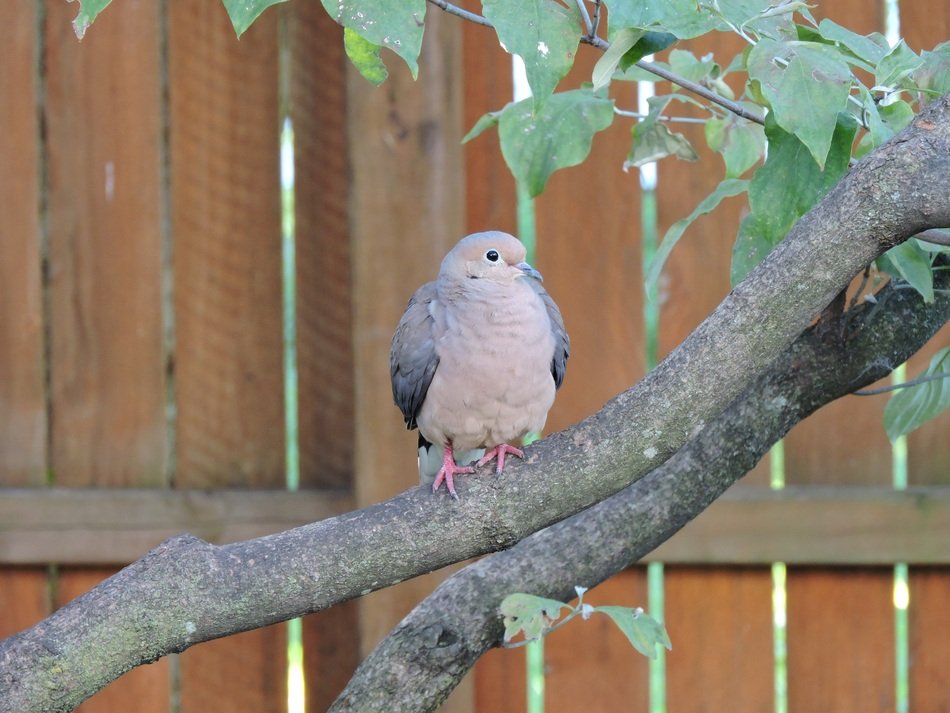 Colorful, cute and beautiful mourning dove on the tree