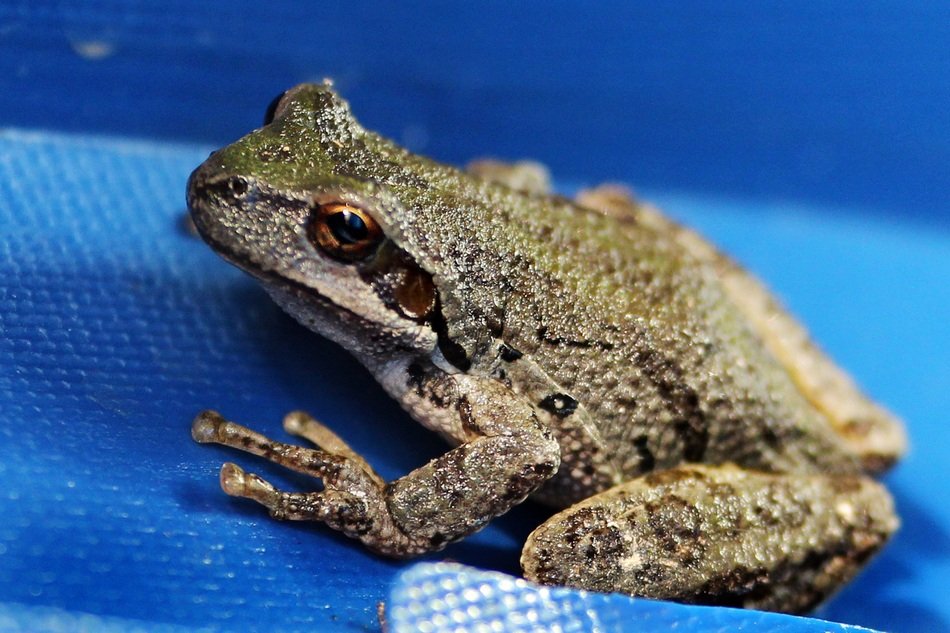big tree frog on blue