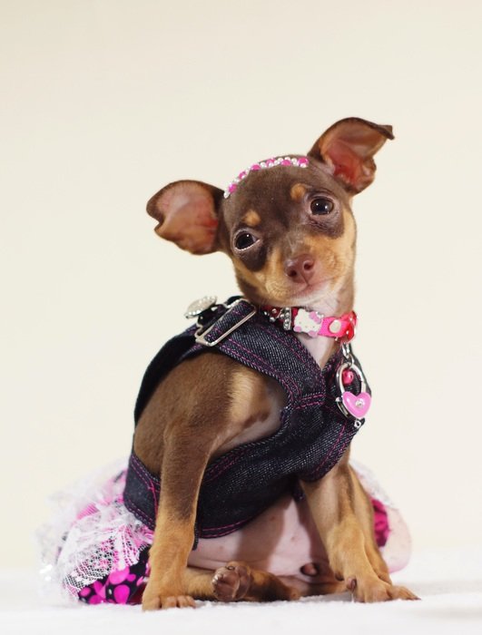 pincher in a cute dress