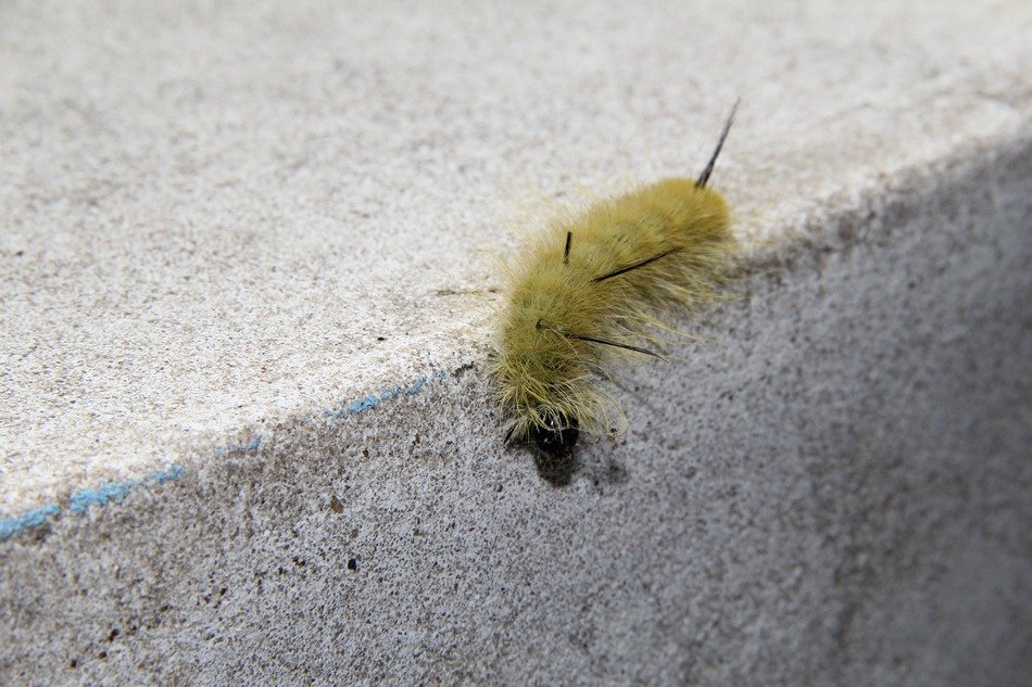 Caterpillar on the wall