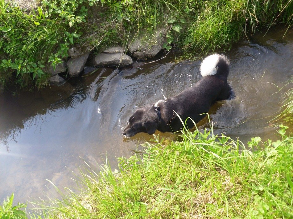 black Dog in the Water