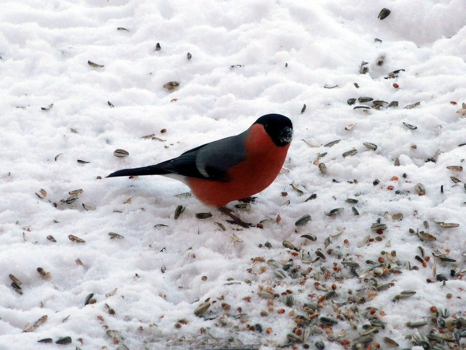 Bullfinch bird is on the snow