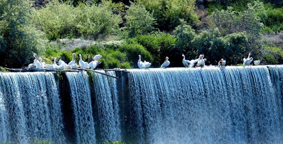 pelicans at the beginning of the waterfall