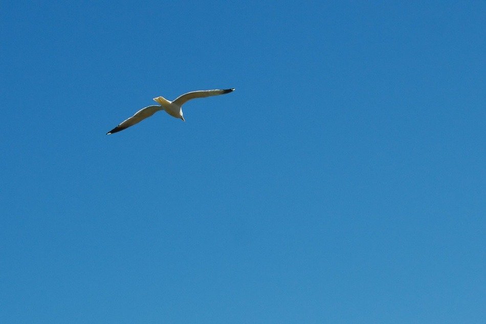 bird in the Blue sky
