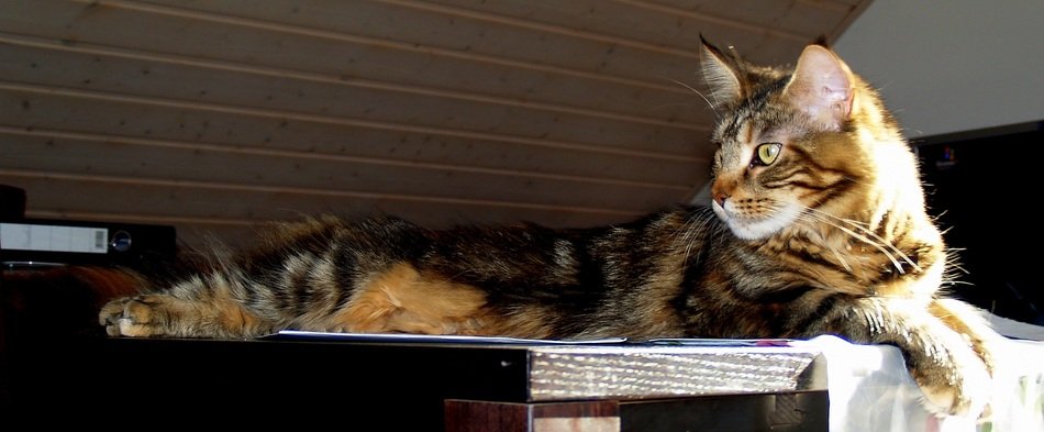 Mackerel Cat Large