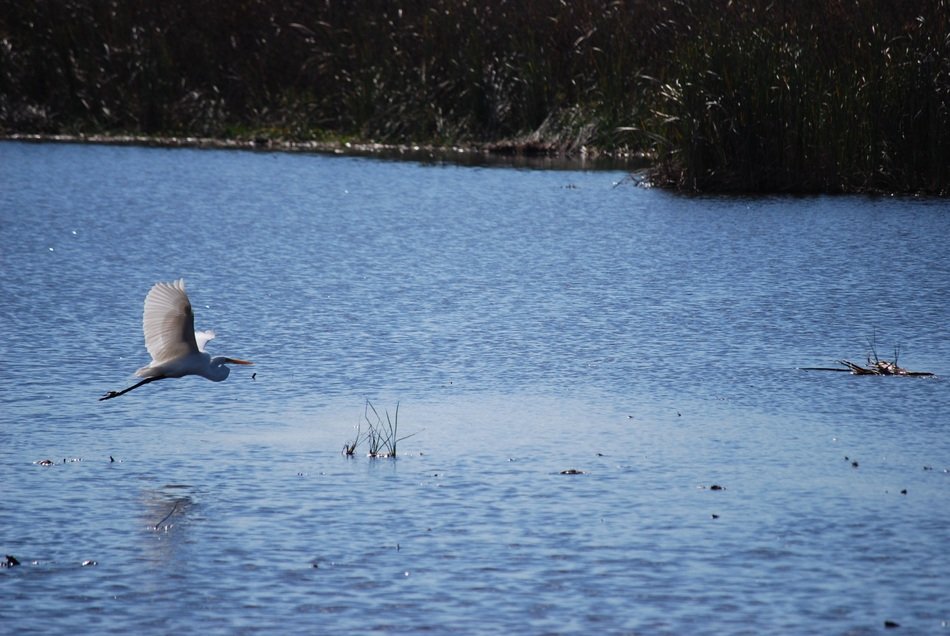 bird flies over the lake