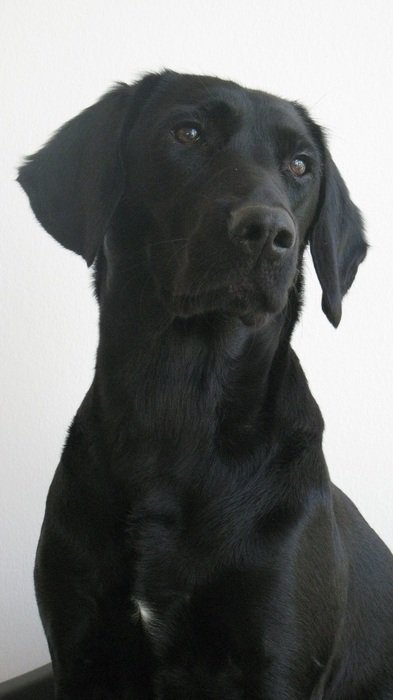 portrait of a black labrador