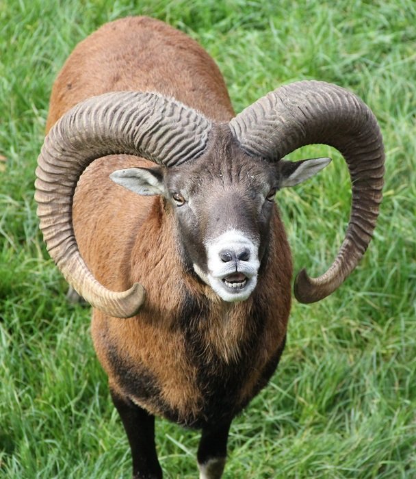 Mouflon on the grass