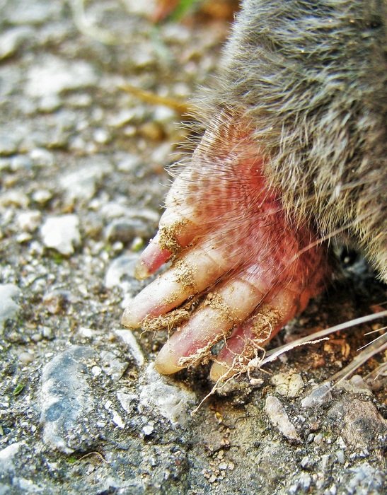 Maulwurf paw
