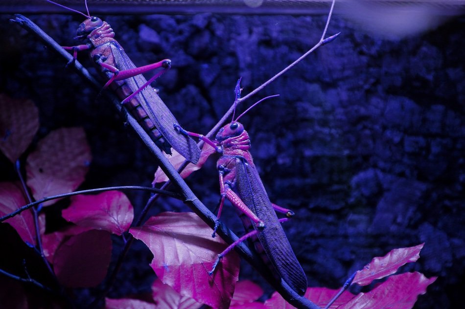 grasshoppers in purple monochrome image