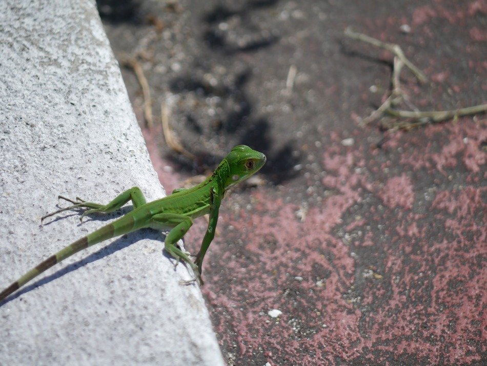 green iguana on the roadside
