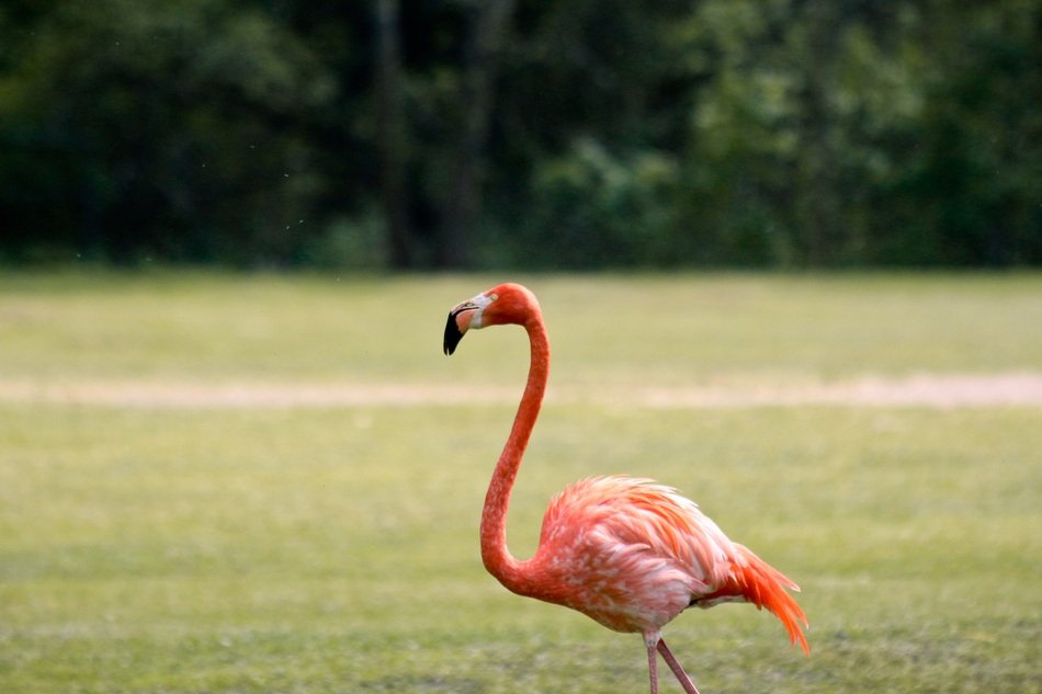 pink flamingo in the aviary