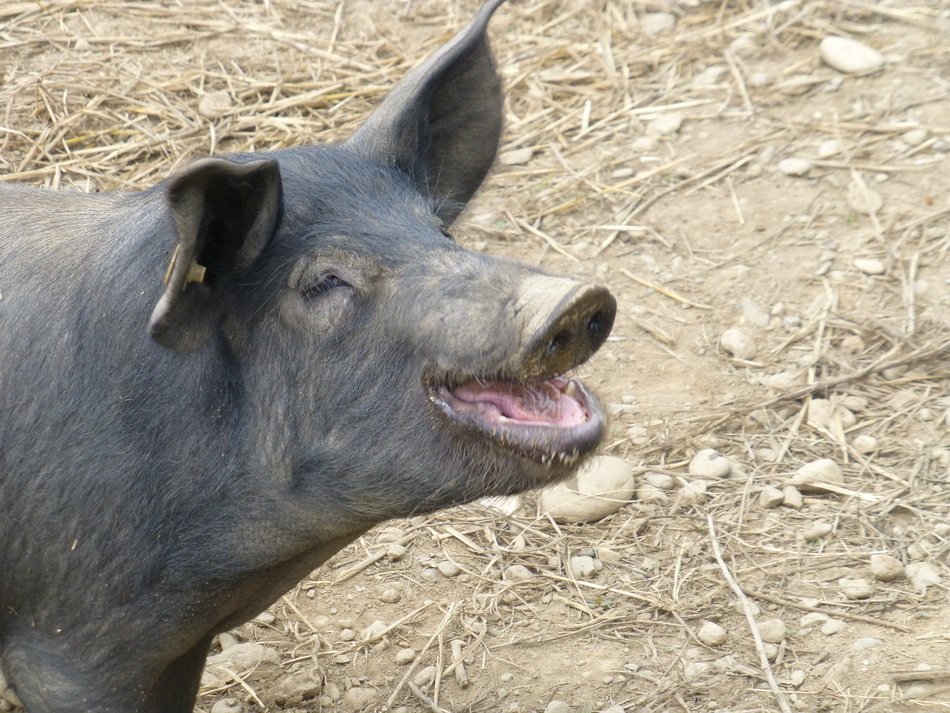 black pig in the backyard