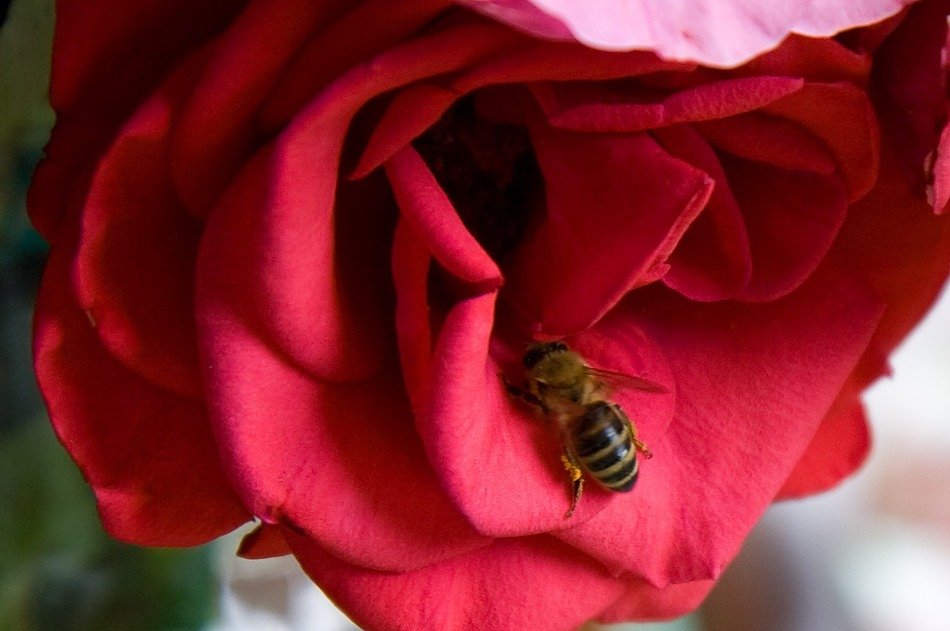 Closeup portrait of Bee on a red rose