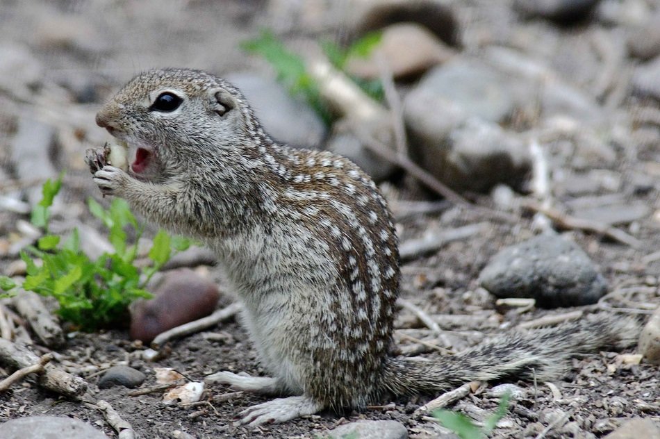 picture of the cute squirrel