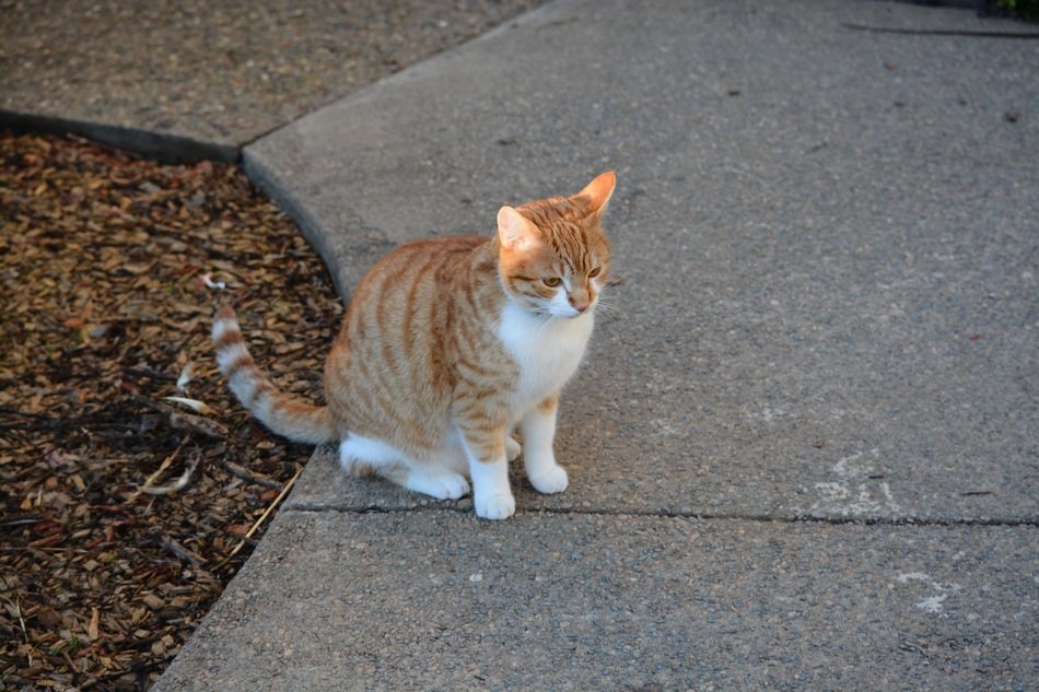 red cat sitting on the street