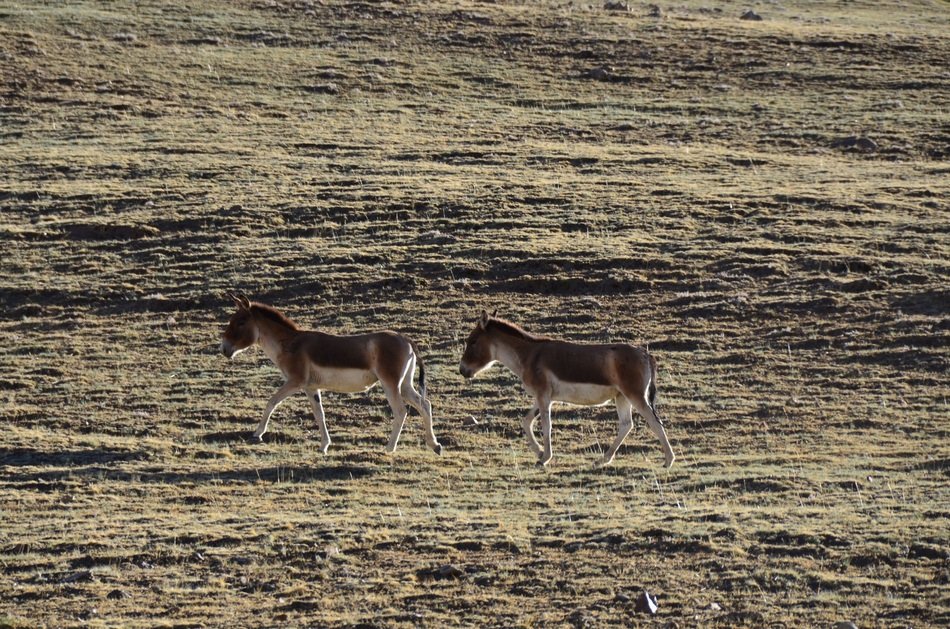 distant view of two horses in the open spaces of tibet
