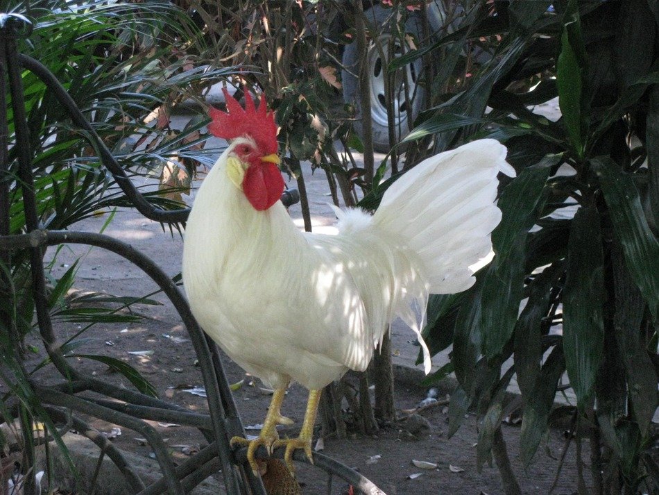 white rooster in the thickets of the garden