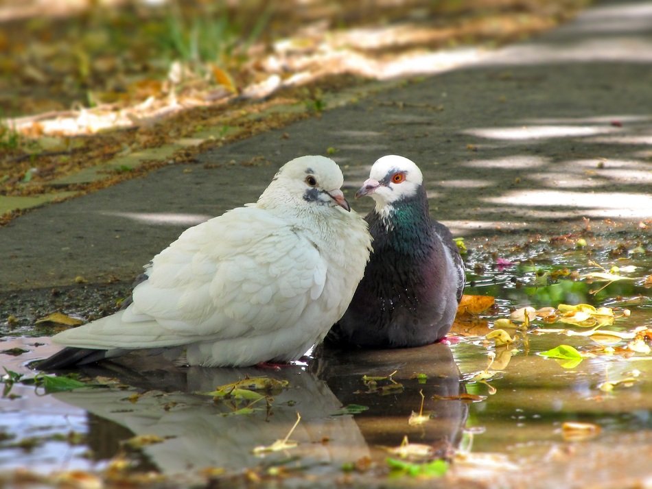 Doves In Pairs